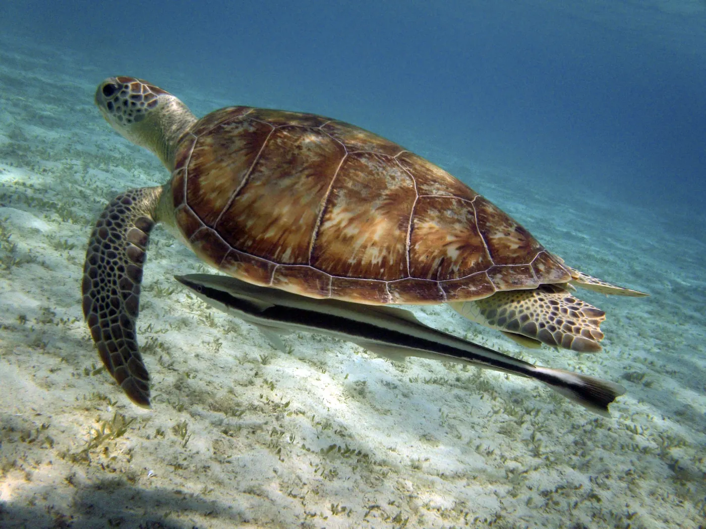 Tortue marine accompagnée d'un rémora dans les eaux de Marsa Alam
