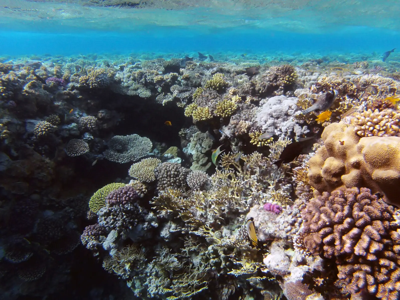 Underwater coral garden at Ras Mohammed
