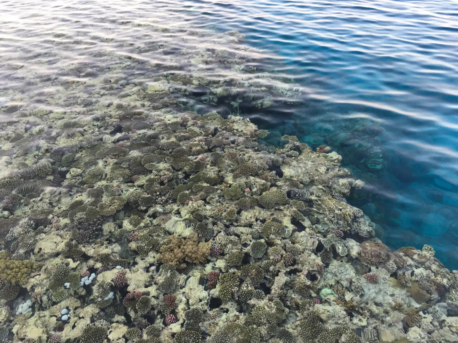 Corals visible through clear water at Shark Bay