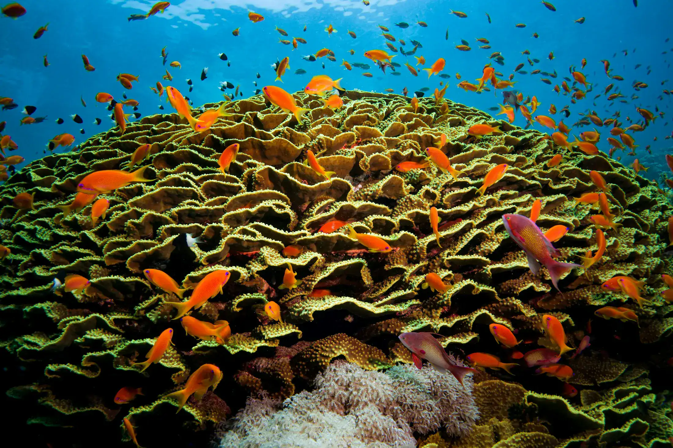 A school of fish moving above a coral reef at Hurghada