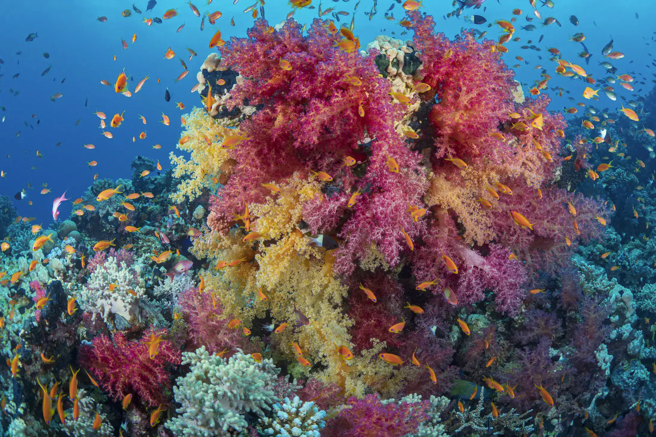 Récif corallien vivant entouré de poissons colorés à Marsa Alam