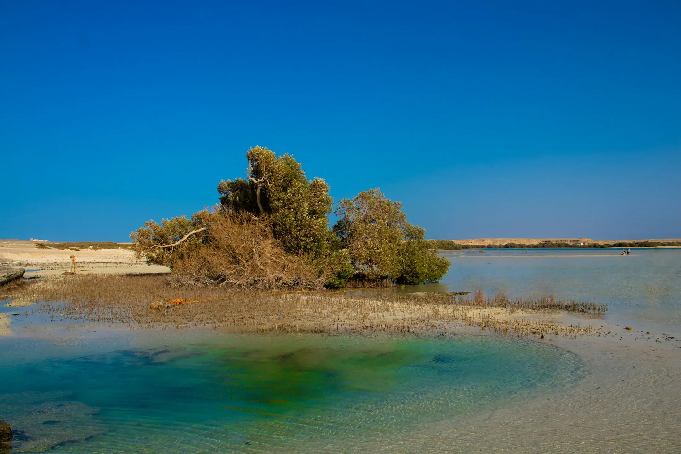 Îlot de mangrove dans les eaux turquoise de Marsa Alam