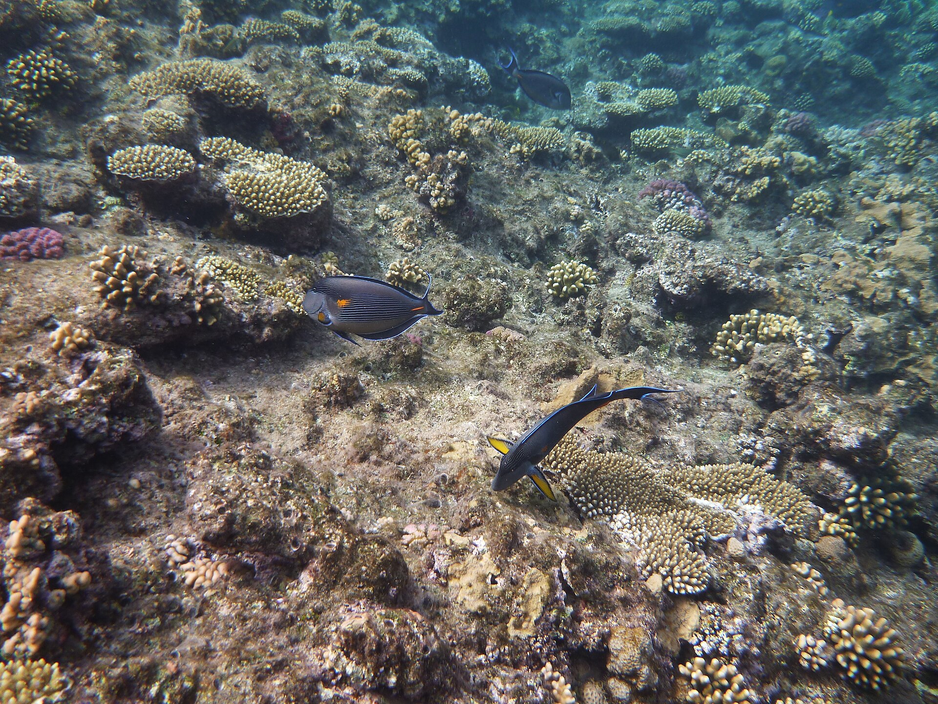 Récif corallien et poissons sur la côte égyptienne de la mer Rouge