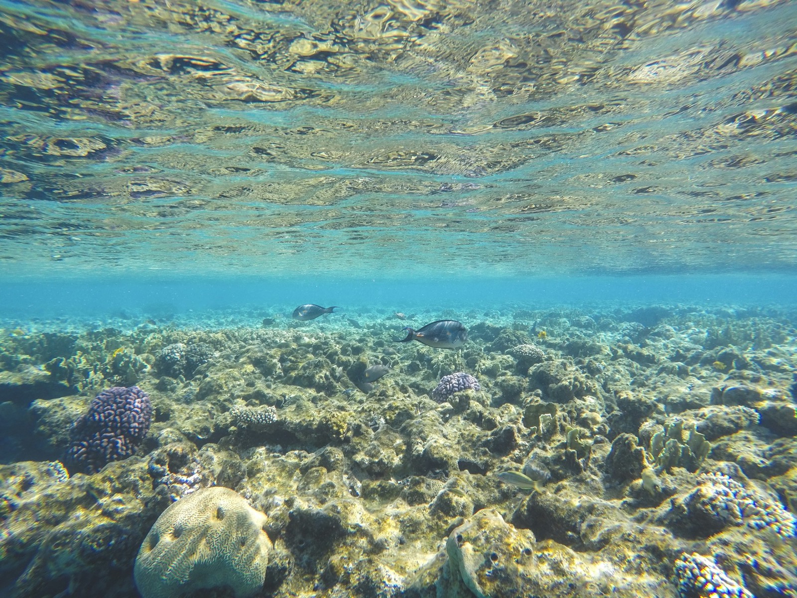Bright coral reef at Sharm el-Sheikh in the Red Sea